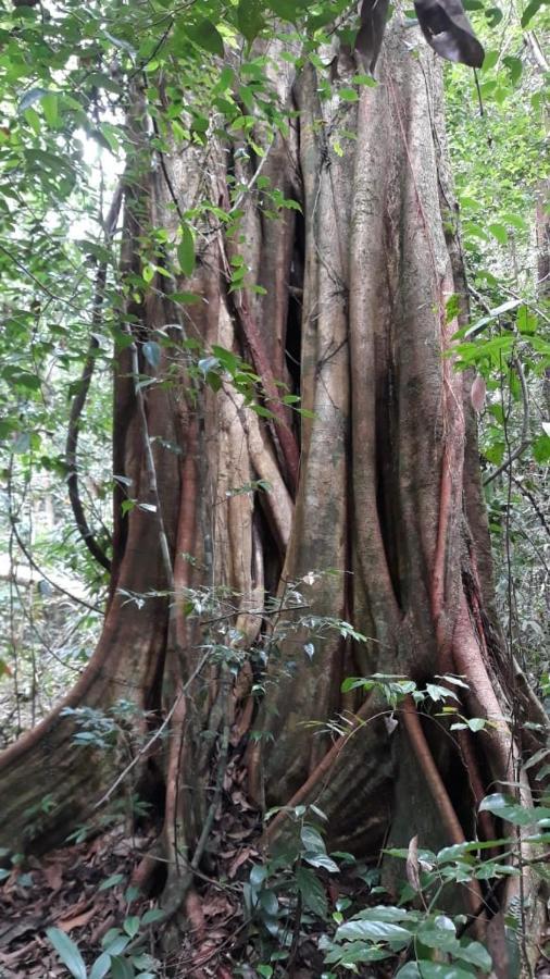 Rainforest River Edge Deniyaya Εξωτερικό φωτογραφία